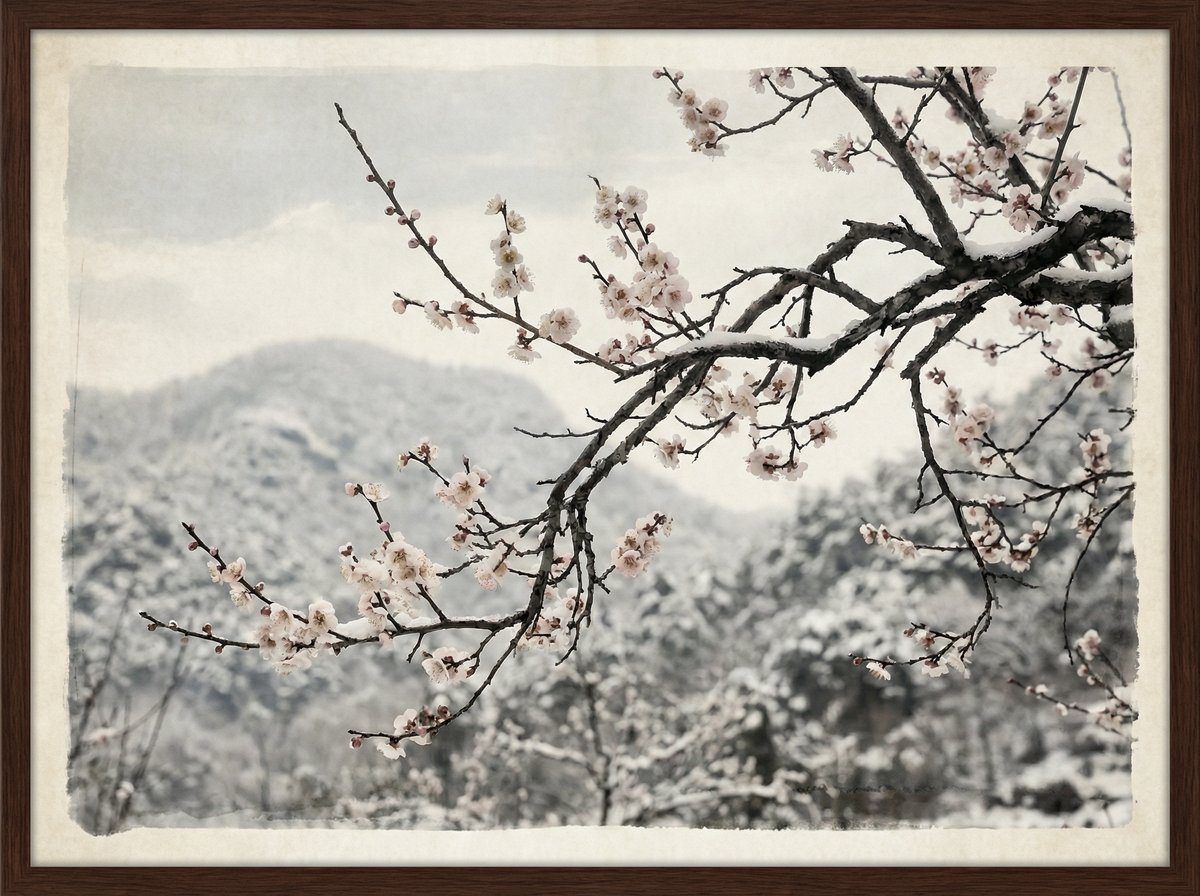 色虎梅花视频